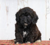 Poodle Mix Puppy For Sale Millersburg, OH Female- Lilly