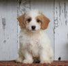 Poodle Mix Puppy For Sale Millersburg, OH Male- Max