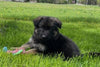 Long Coat German Shepherd Puppy For Sale Louisville OH -Male Vader