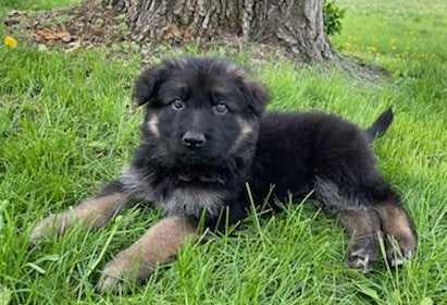 Long Coat German Shepherd Puppy For Sale Louisville OH -Male Vader