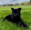 Long Coat German Shepherd Puppy For Sale Louisville OH- Male Raven