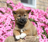 AKC Registered Shiba Inu For Sale Millersburg, OH Male- Flint *Special Needs*