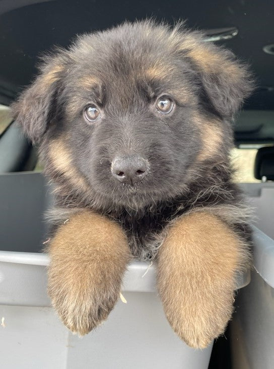 Long Coat German Shepherd Puppy For Sale Louisville OH -Female Quinn