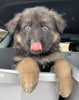 Long Coat German Shepherd Puppy For Sale Louisville OH -Female Quinn