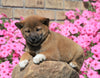 AKC Registered Shiba Inu For Sale Millersburg, OH Male- Flint *Special Needs*