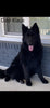 Long Coat German Shepherd Puppy For Sale Louisville OH -Male Vader