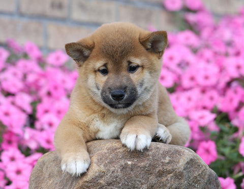 AKC Registered Shiba Inu For Sale Millersburg, OH Male- Russel