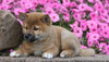 AKC Registered Shiba Inu For Sale Millersburg, OH Male- Russel