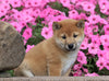 AKC Registered Shiba Inu For Sale Millersburg, OH Male- Jackson