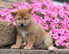 AKC Registered Shiba Inu For Sale Millersburg, OH Male- George