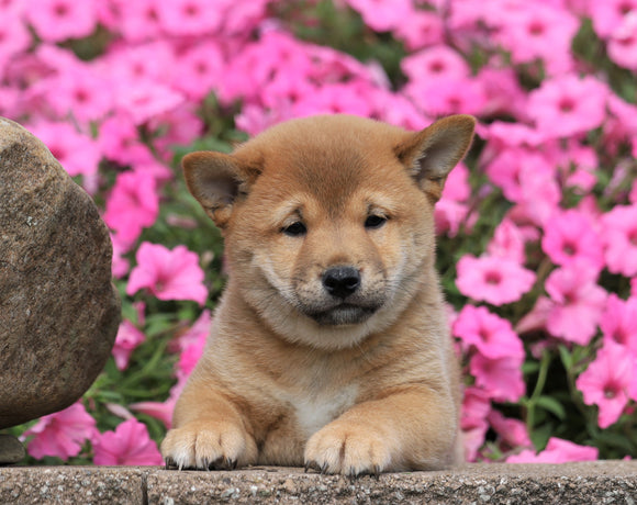 AKC Registered Shiba Inu For Sale Millersburg, OH Male- George