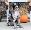 Mini Sheepadoodle For Sale Fredericksburg, OH Male- Ranger