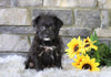 Foodle Puppy For Sale Millersburg, OH Female- Skye