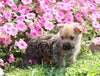 Cairn Terrier For Sale Millersburg, Female- Lexi