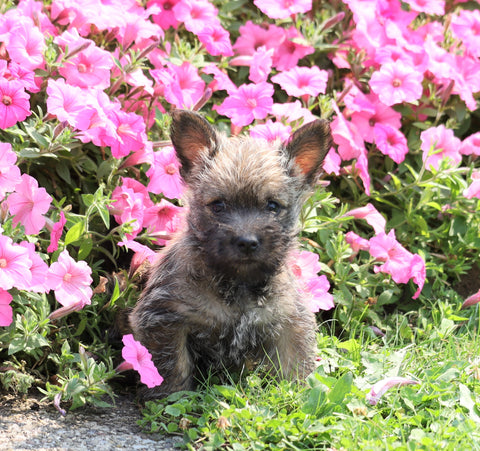Cairn Terrier For Sale Millersburg, OH Male- Landon