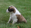 AKC Registered Saint Bernard For Sale Sugarcreek, OH Female- Moxie