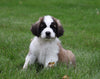 AKC Registered Saint Bernard For Sale Sugarcreek, OH Female- Moxie