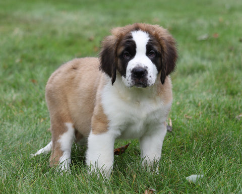 AKC Registered Saint Bernard For Sale Sugarcreek, OH Female- Remi