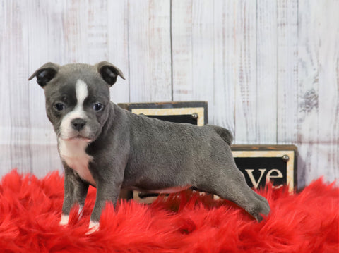 AKC Registered Boston Terrier For Sale Warsaw, OH Female- Layla