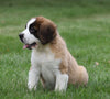 AKC Registered Saint Bernard For Sale Sugarcreek, OH Female- Remi