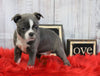 AKC Registered Boston Terrier For Sale Warsaw, OH Female- Layla