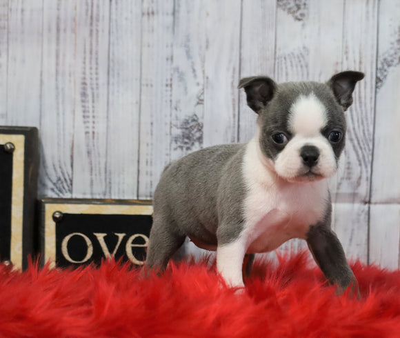 AKC Registered Boston Terrier For Sale Warsaw, OH Female- Lacey