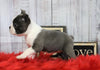 AKC Registered Boston Terrier For Sale Warsaw, OH Female- Lilly