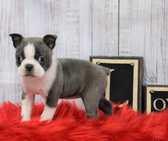 AKC Registered Boston Terrier For Sale Warsaw, OH Female- Lilly