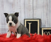AKC Registered Boston Terrier For Sale Warsaw, OH Female- Lilly