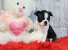 ACA Registered Boston Terrier For Sale Warsaw, OH Female- Callie