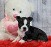 ACA Registered Boston Terrier For Sale Warsaw, OH Male- Oliver
