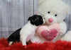 ACA Registered Boston Terrier For Sale Warsaw, OH Female- Daisy
