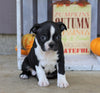 Boston Terrier For Sale Wooster, OH Female- Ally