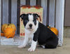 Boston Terrier For Sale Wooster, OH Female- Bree