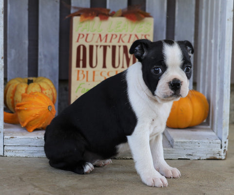 Boston Terrier For Sale Wooster, OH Female- Bree