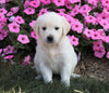 AKC Registered English Cream Golden Retriever For Sale Wooster, OH Female- Faith