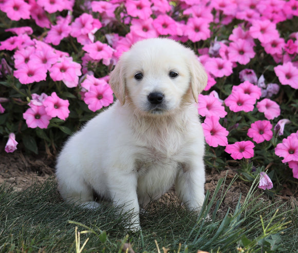 AKC Registered English Cream Golden Retriever For Sale Wooster, OH Female- Hope