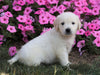 AKC Registered English Cream Golden Retriever For Sale Wooster, OH Female- Hope