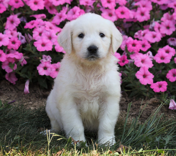 AKC Registered English Cream Golden Retriever For Sale Wooster, OH Female- Charity