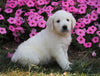 AKC Registered English Cream Golden Retriever For Sale Wooster, OH Female- Charity