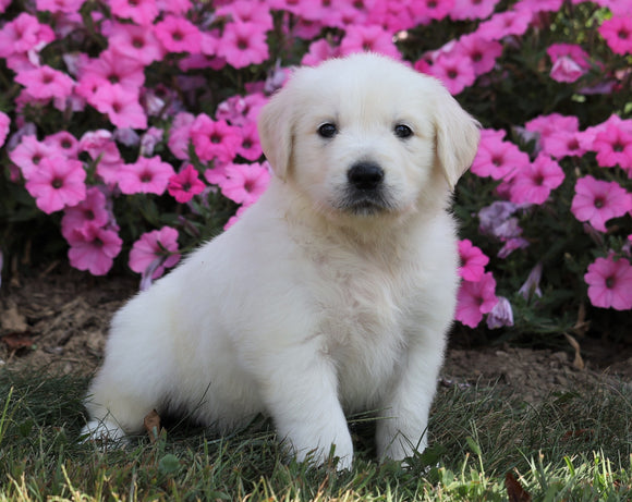 AKC Registered English Cream Golden Retriever For Sale Wooster, OH Male- Hunter