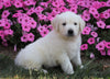 AKC Registered English Cream Golden Retriever For Sale Wooster, OH Male- Hunter