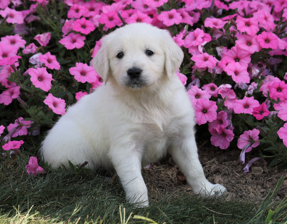 AKC Registered English Cream Golden Retriever For Sale Wooster, OH Male- Dexter