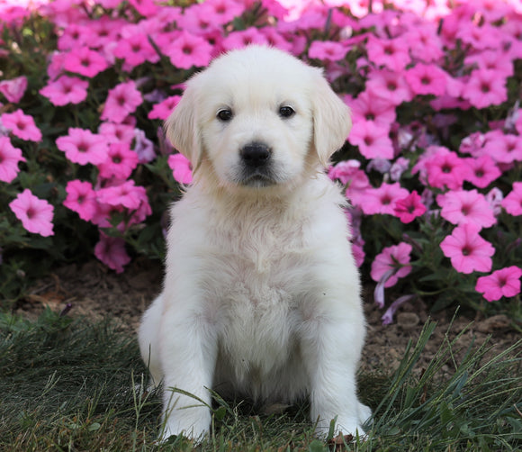 AKC Registered English Cream Golden Retriever For Sale Wooster, OH Male- Bruno