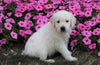 AKC Registered English Cream Golden Retriever For Sale Wooster, OH Male- Bruno
