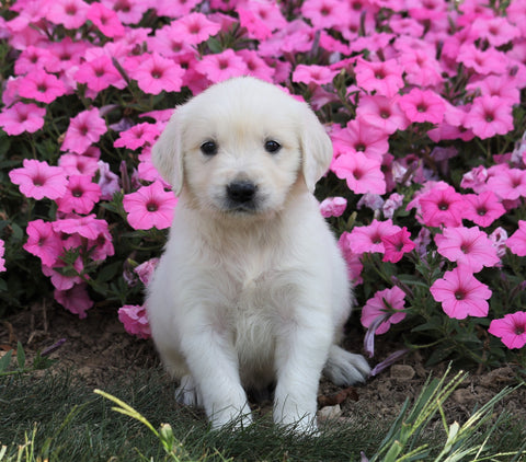 AKC Registered English Cream Golden Retriever For Sale Wooster, OH Male- Ollie