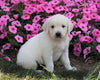 AKC Registered English Cream Golden Retriever For Sale Wooster, OH Male- Ollie