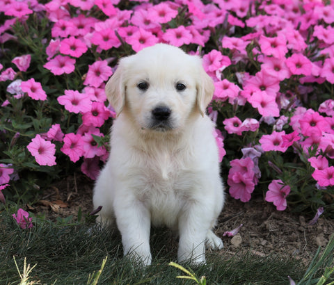 AKC Registered English Cream Golden Retriever For Sale Wooster, OH Male- Lucky