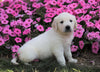AKC Registered English Cream Golden Retriever For Sale Wooster, OH Male- Lucky