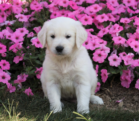 AKC Registered English Cream Golden Retriever For Sale Wooster, OH Male- Winston